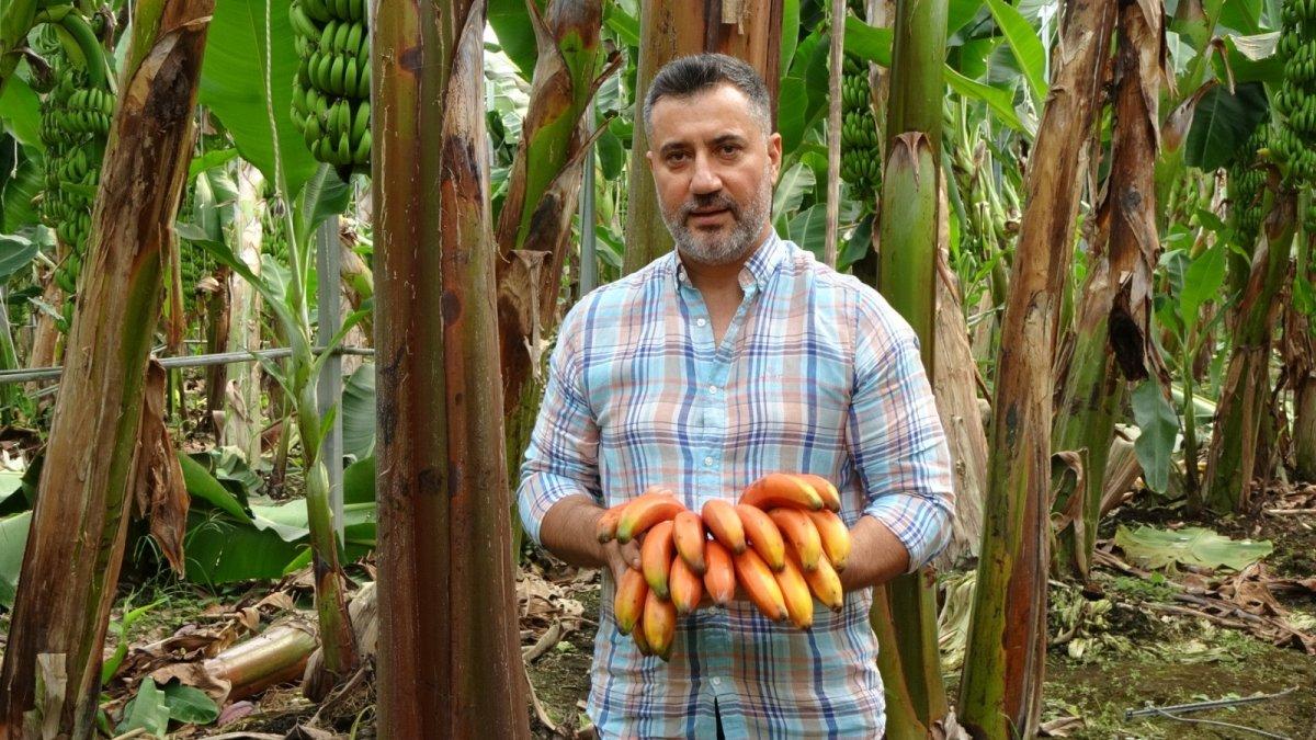 Kırmızı muzun Manavgat’ta ilk hasadı yapıldı