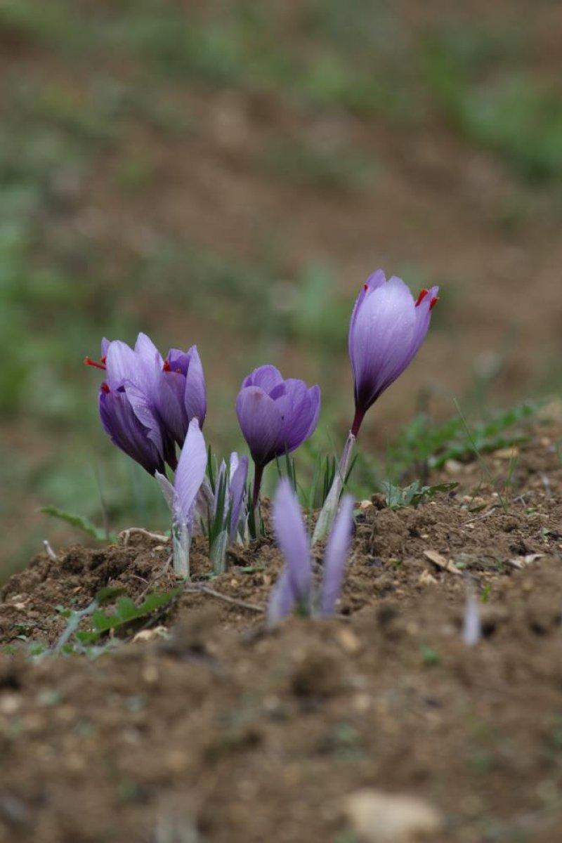 Karabük’te safran hasadı başladı
