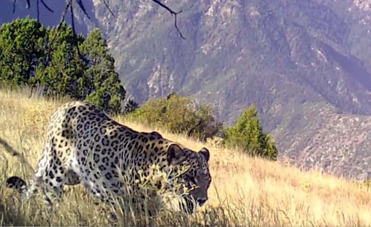 Anadolu leoparı yüzünü yeniden gösterdi