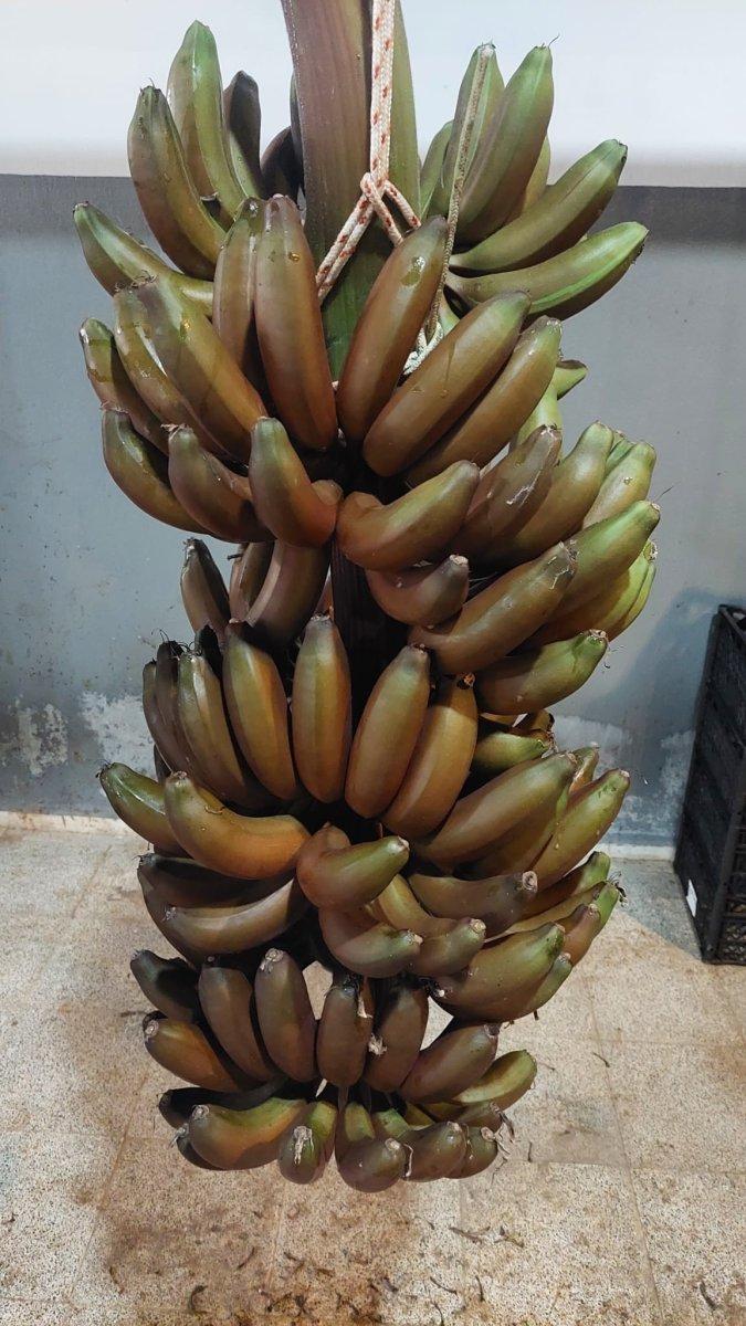 Kırmızı muzun Manavgat’ta ilk hasadı yapıldı