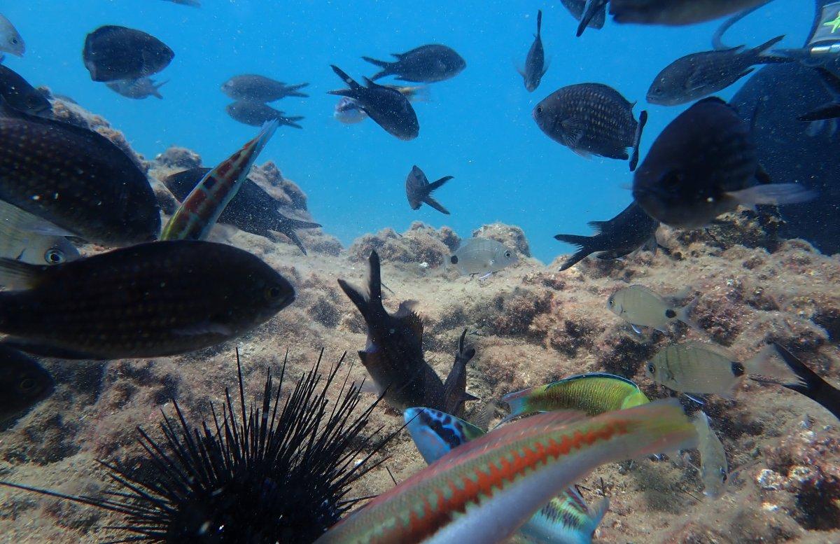 Mersin'de zehirli kedi balığı ilk defa görüldü