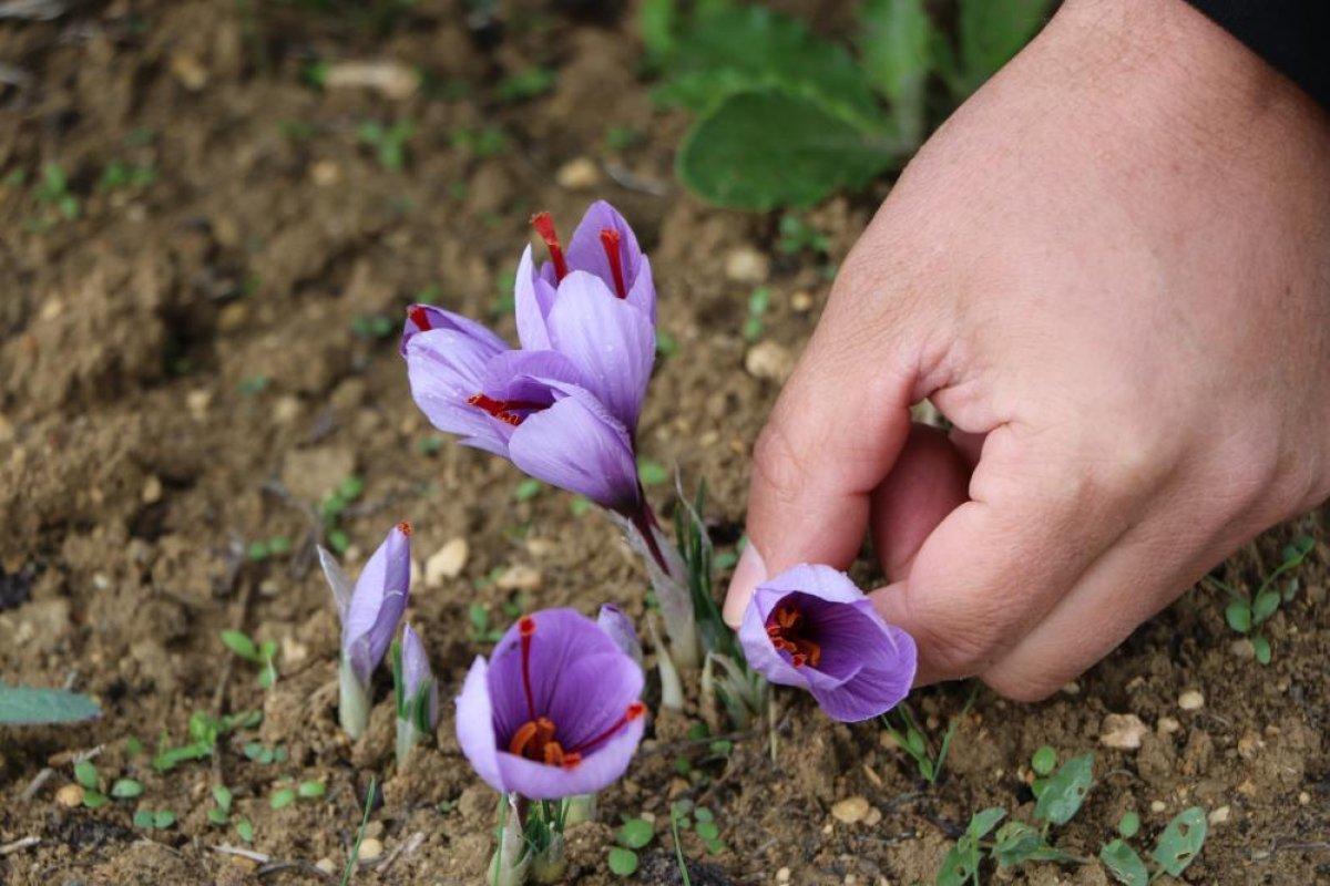 Karabük’te safran hasadı başladı