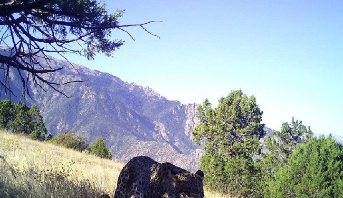 Anadolu leoparı yüzünü yeniden gösterdi