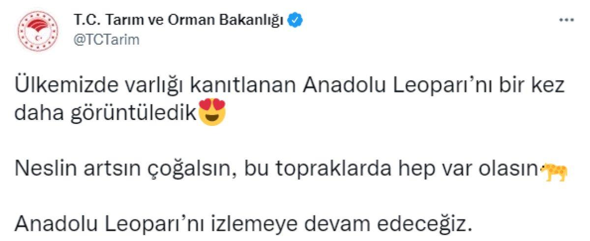 Anadolu leoparı yüzünü yeniden gösterdi