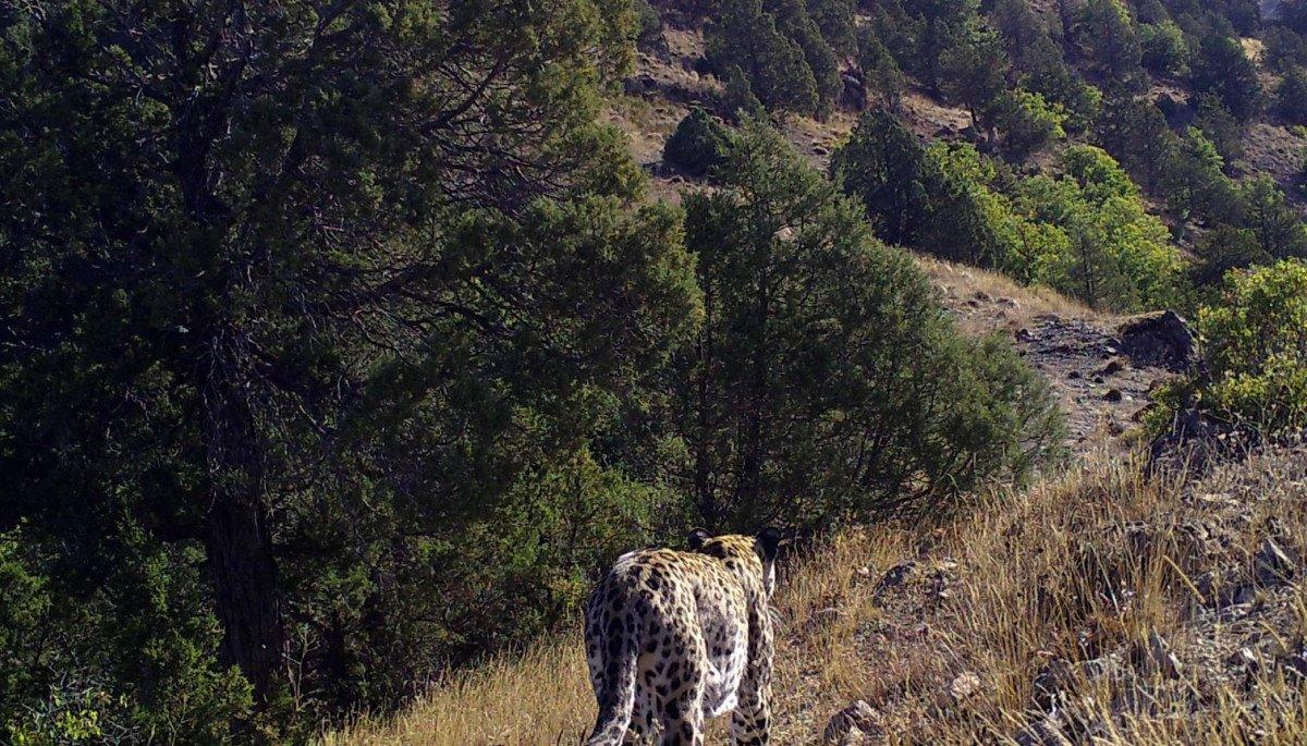 Anadolu leoparı yüzünü yeniden gösterdi