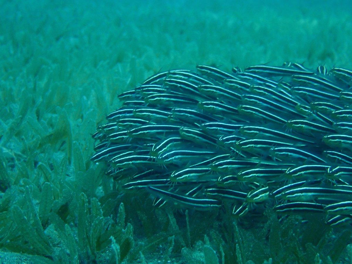 Mersin'de zehirli kedi balığı ilk defa görüldü