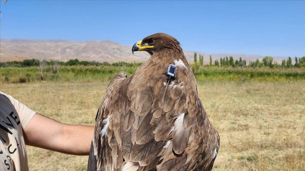 Iğdır'dan takibe alınan bozkır kartalı göçe başladı