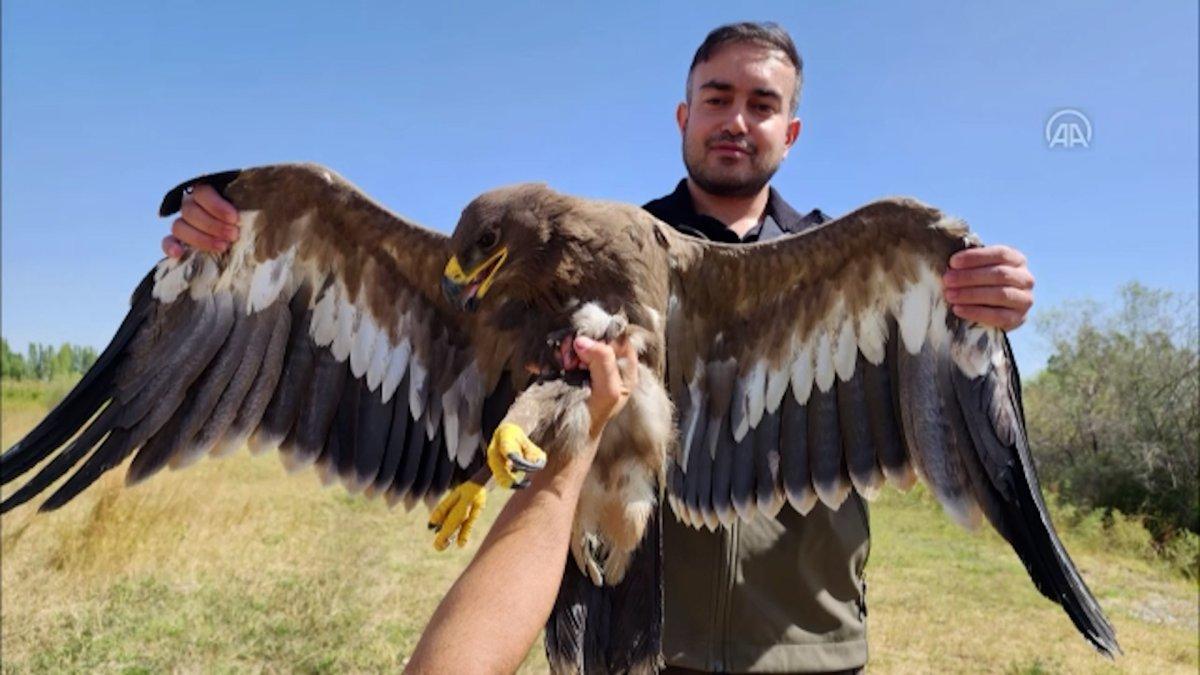 Iğdır'dan takibe alınan bozkır kartalı göçe başladı
