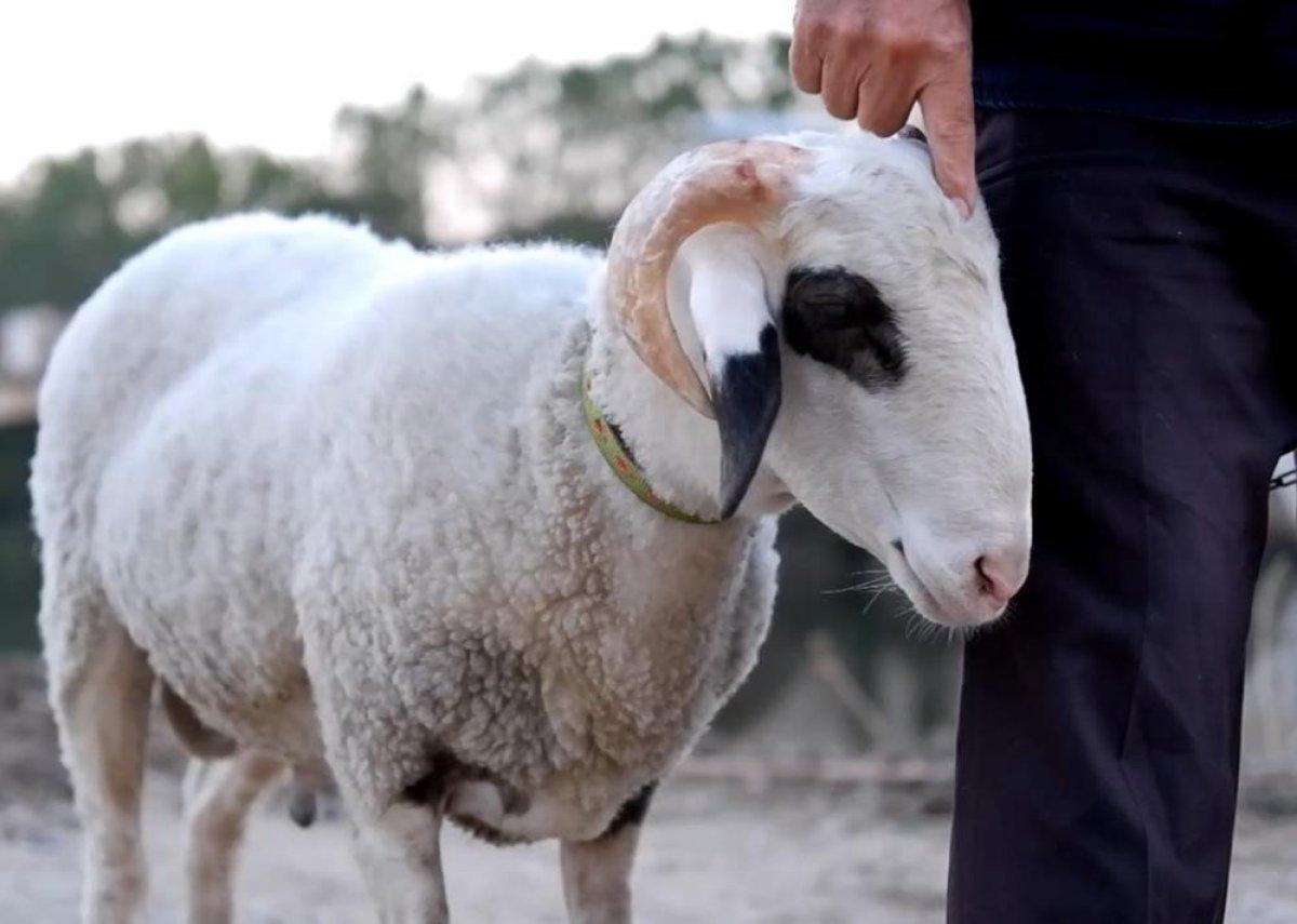 Edirneli çift, 3 günlükken buldukları kuzuyu 8 aydır yanlarından ayırmıyor