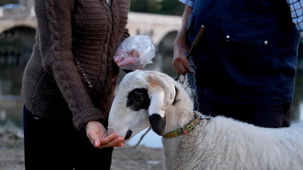 Edirneli çift, 3 günlükken buldukları kuzuyu 8 aydır yanlarından ayırmıyor