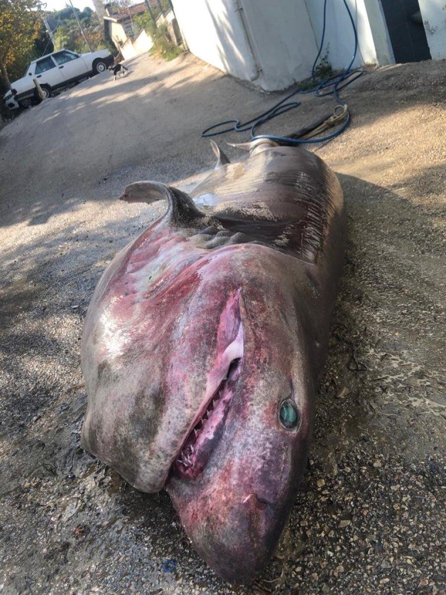 Bursa'daki balıkçının ağına köpek balığı takıldı