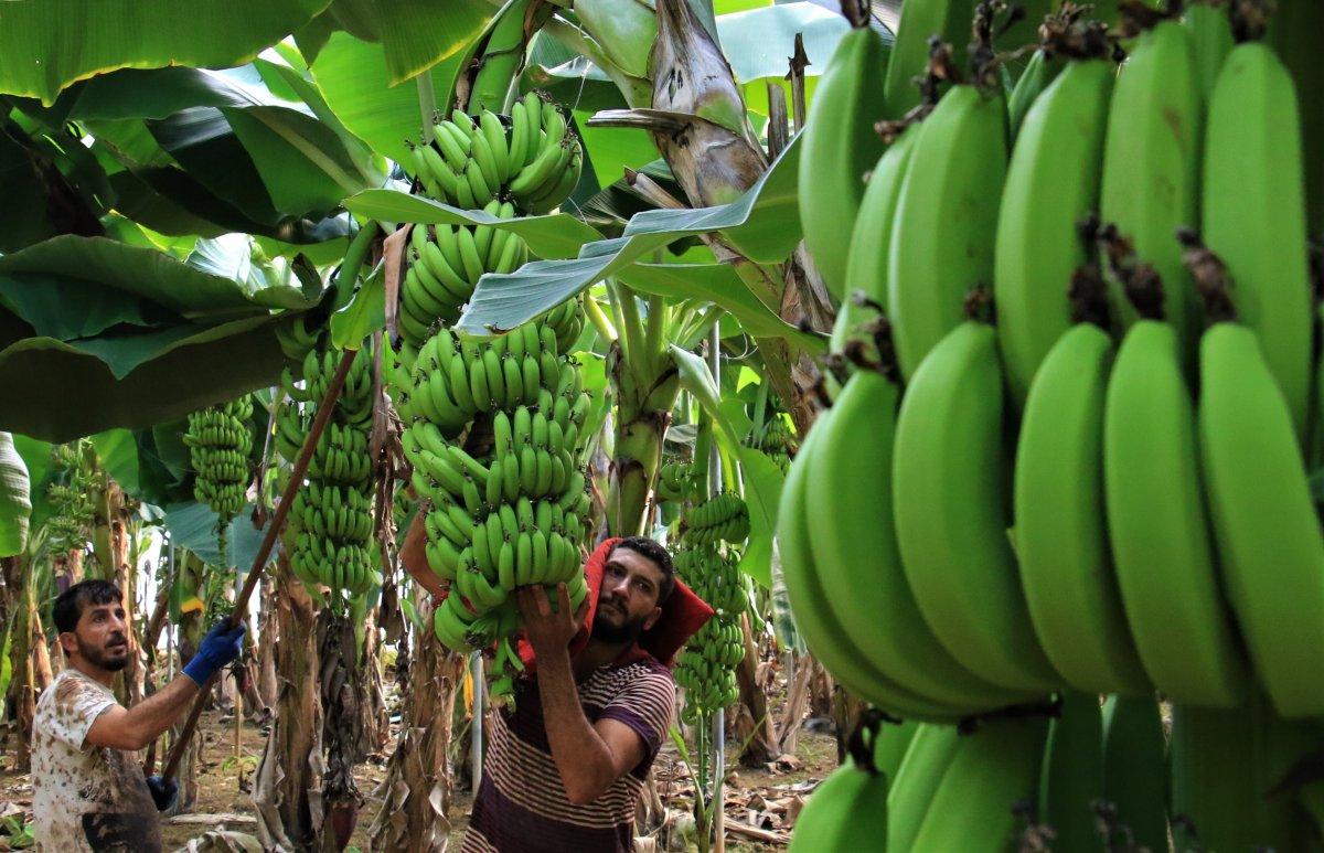 Mersin'de başlayan muz hasadı fiyatları geri çekti