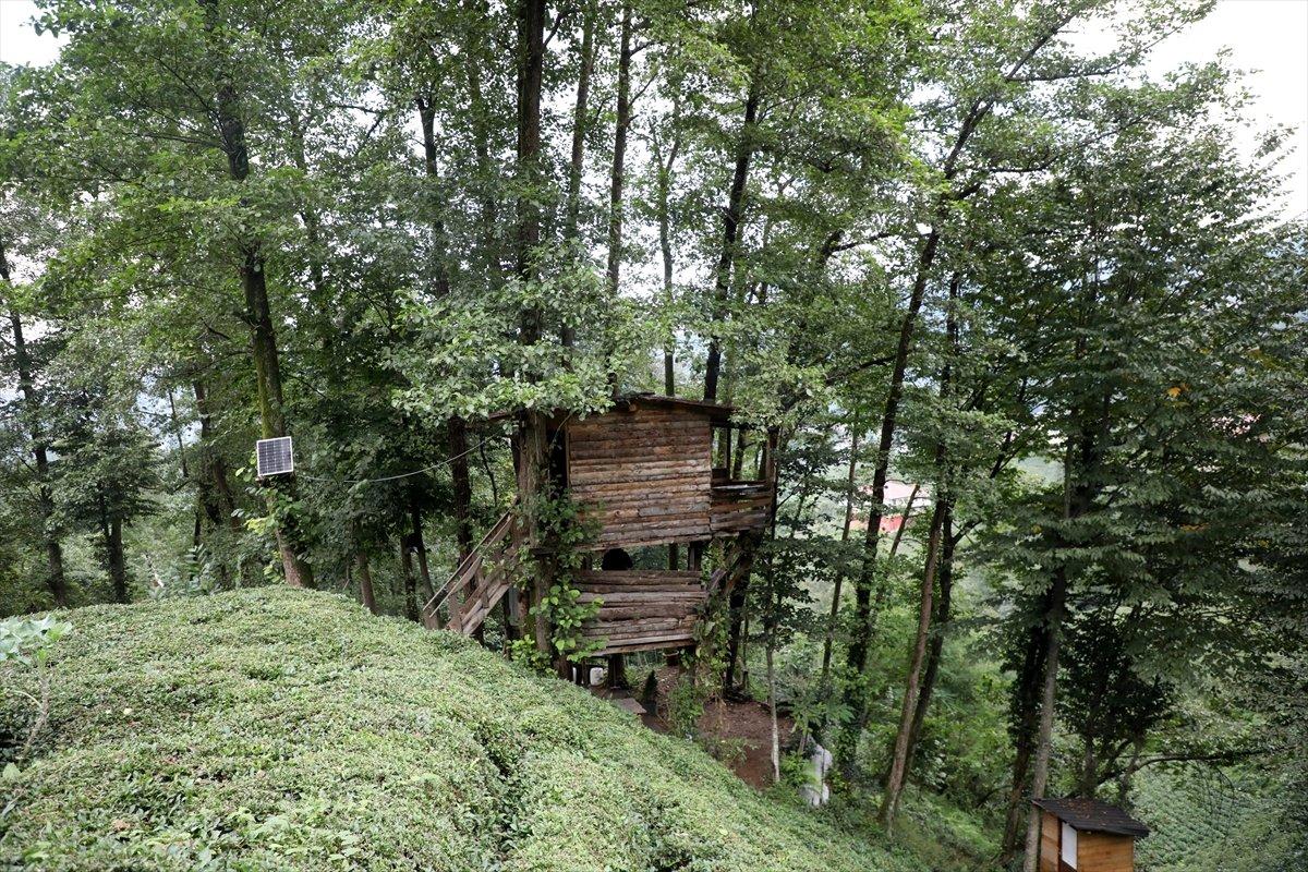 Rize'de ağaç gövdeleri arasına ahşap evler yaptı