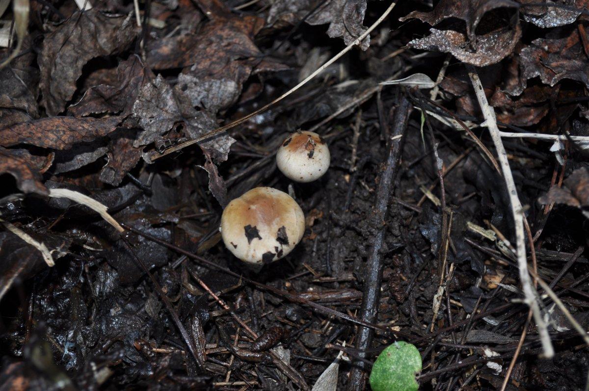 Muğla'da yeni bir mantar türü keşfedildi