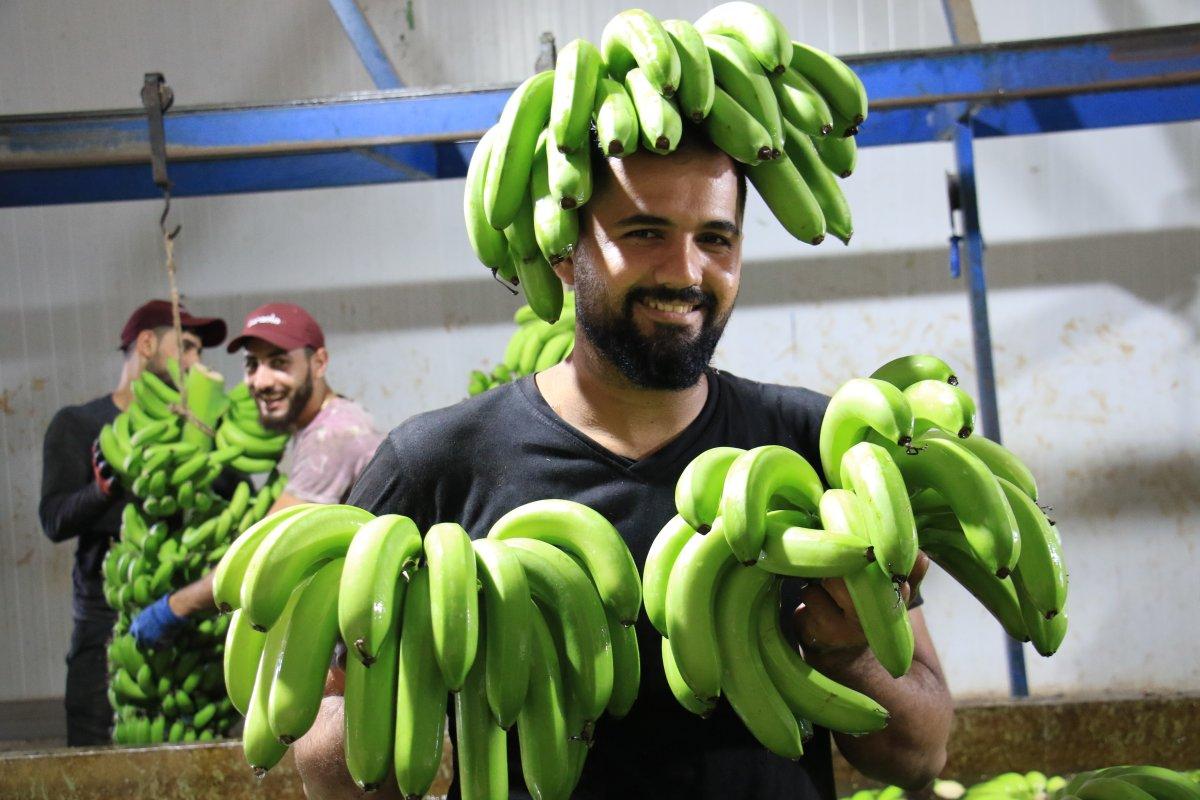 Mersin'de başlayan muz hasadı fiyatları geri çekti