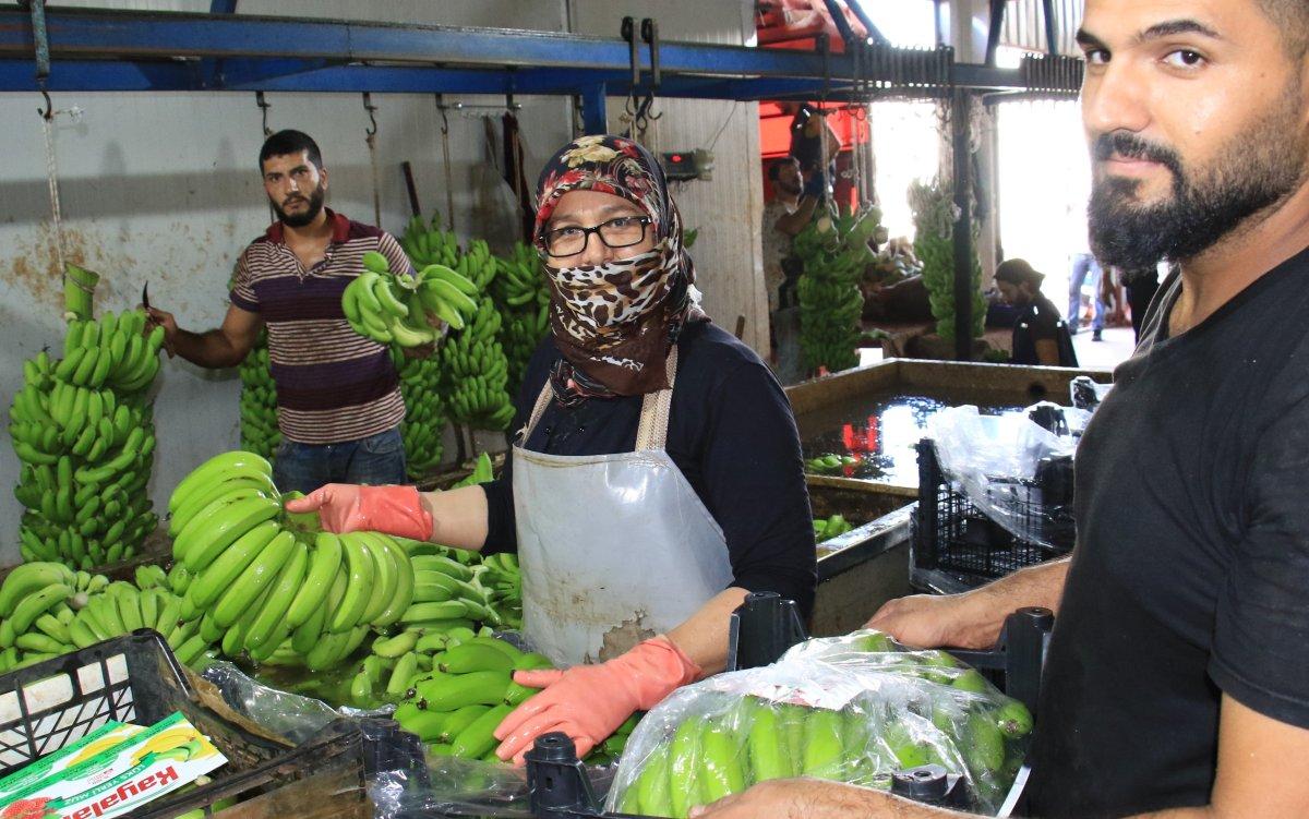 Mersin'de başlayan muz hasadı fiyatları geri çekti