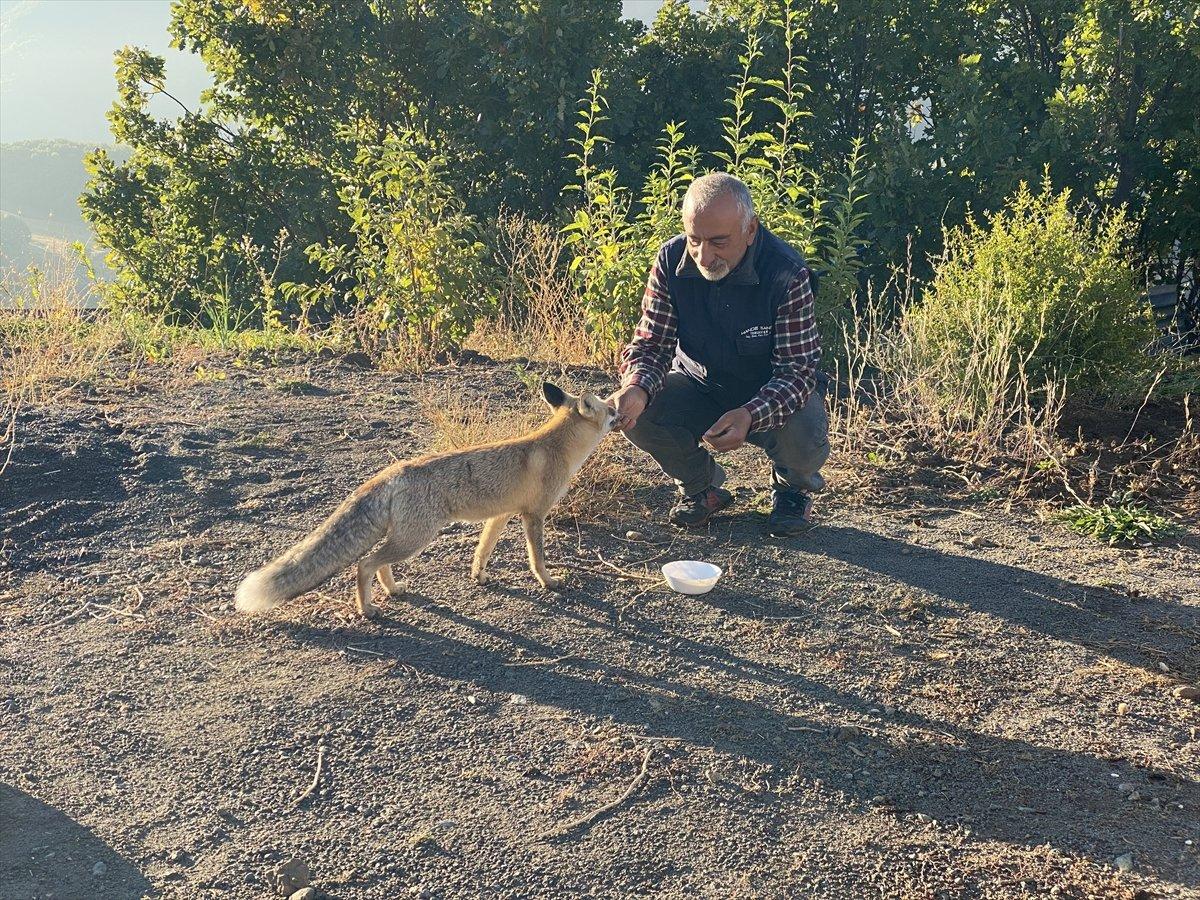Bingöl'de eliyle beslediği tilki 'Maykıl', can dostu oldu