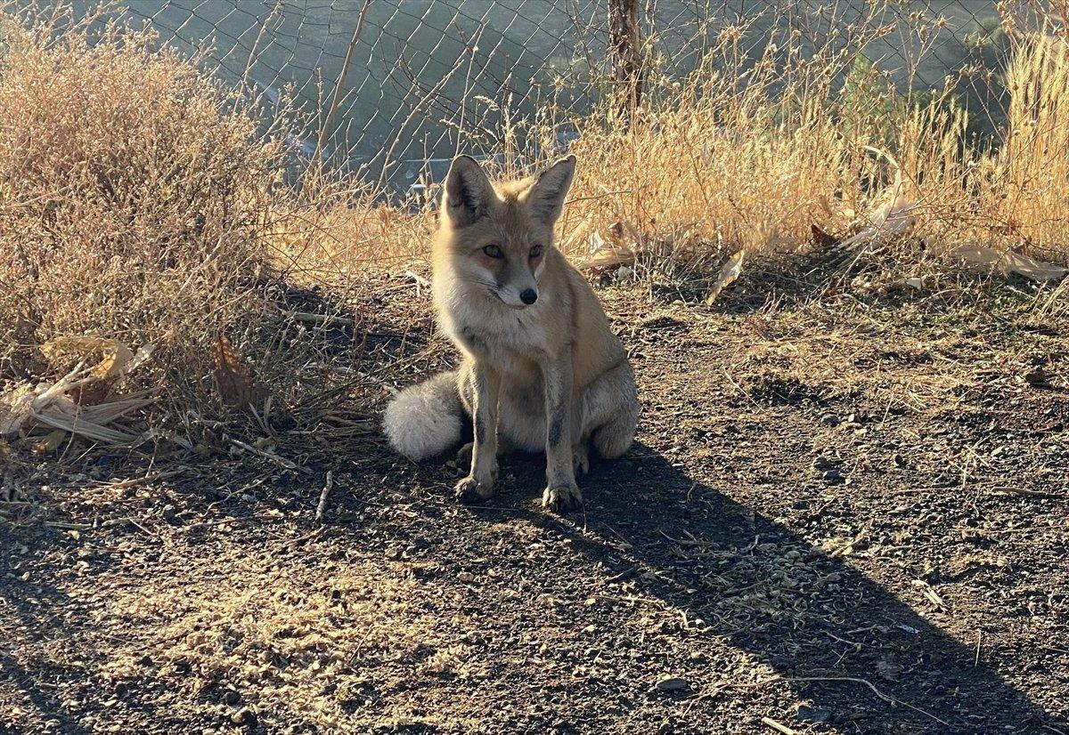 Bingöl'de eliyle beslediği tilki 'Maykıl', can dostu oldu