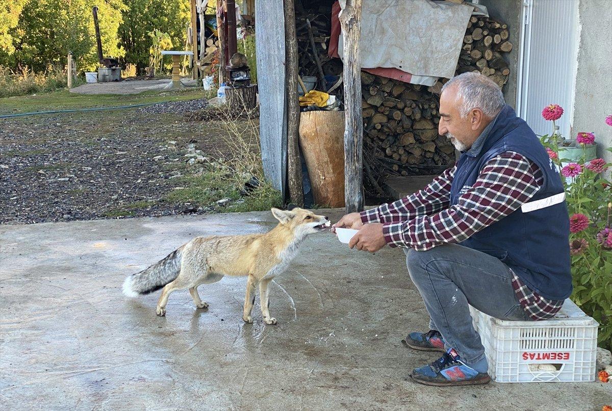 Bingöl'de eliyle beslediği tilki 'Maykıl', can dostu oldu