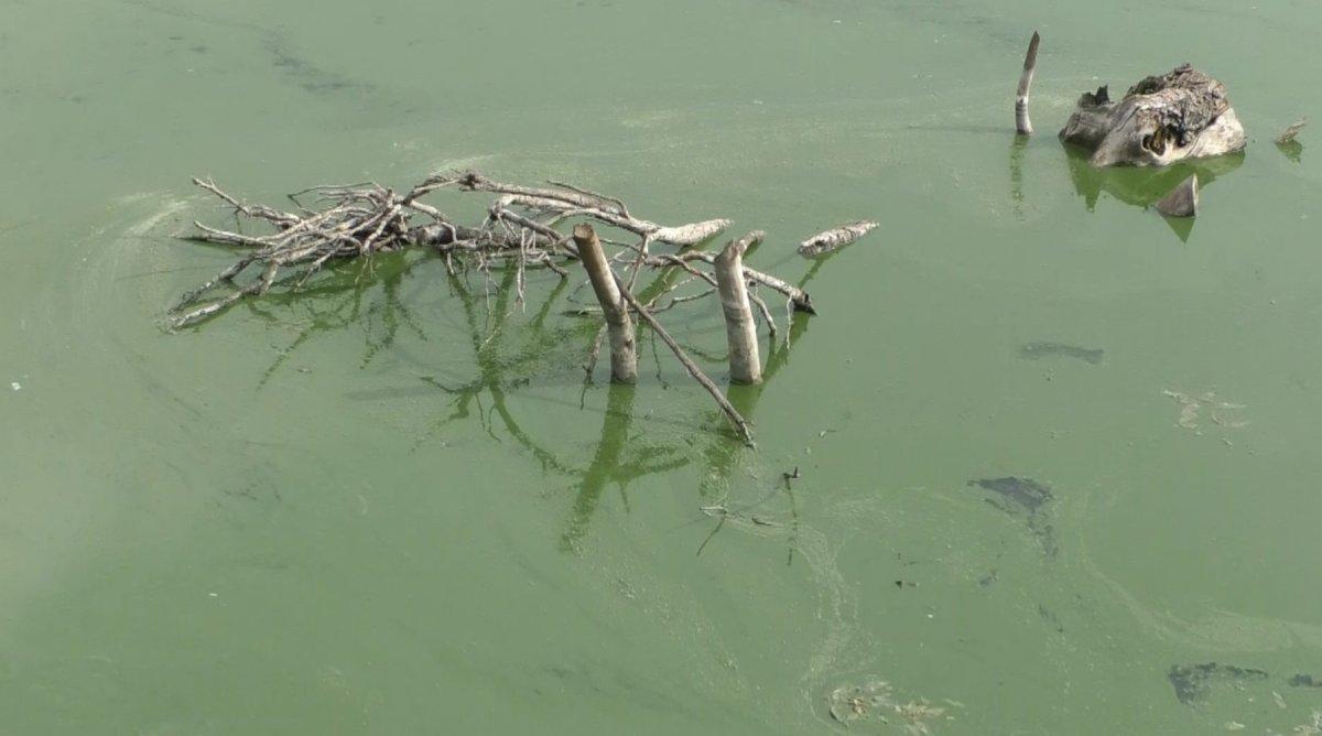 Kars Baraj Gölü yeşile büründü, etrafa pis kokular yayıldı