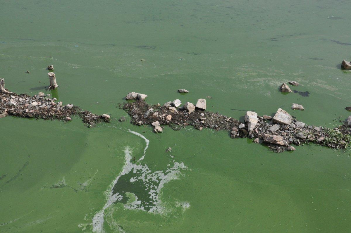 Kars Baraj Gölü yeşile büründü, etrafa pis kokular yayıldı