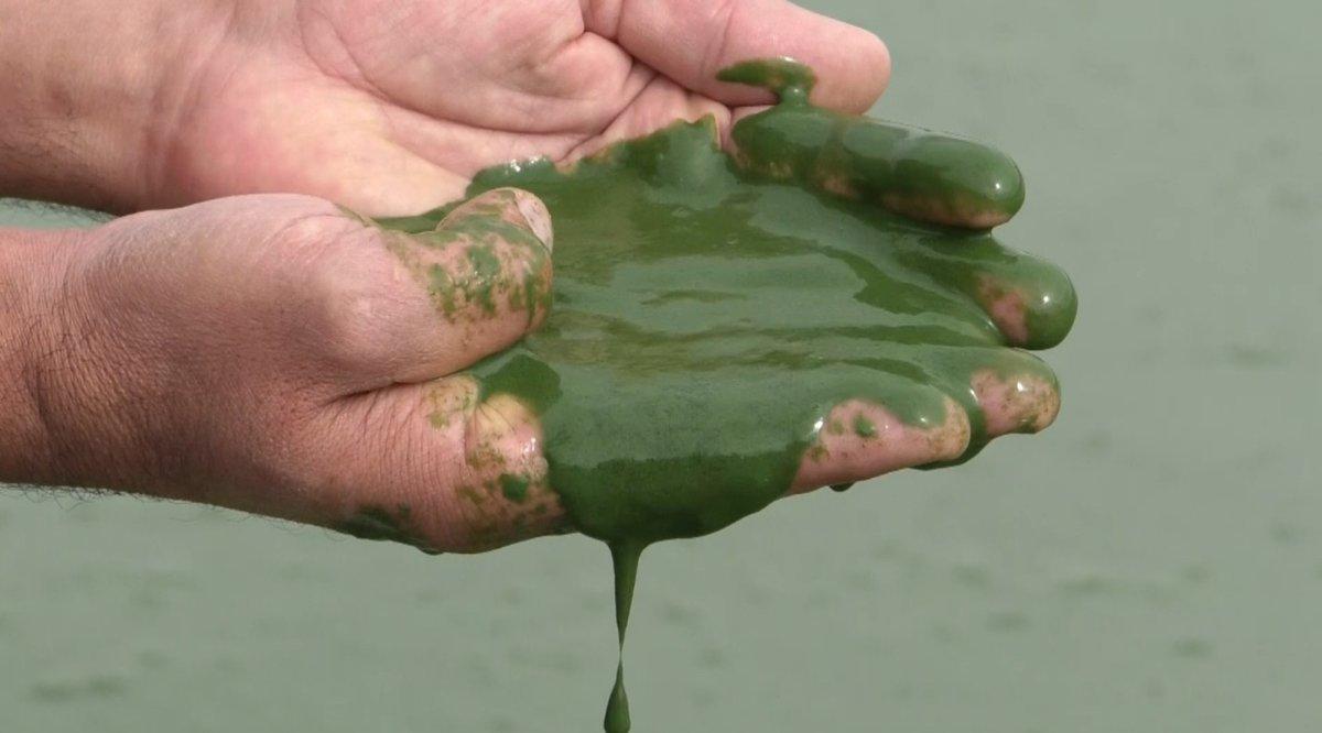 Kars Baraj Gölü yeşile büründü, etrafa pis kokular yayıldı