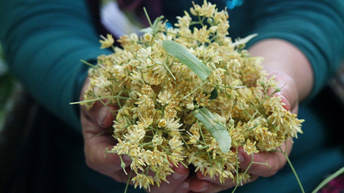 Bir kilo ıhlamur, gram altınla yarışıyor