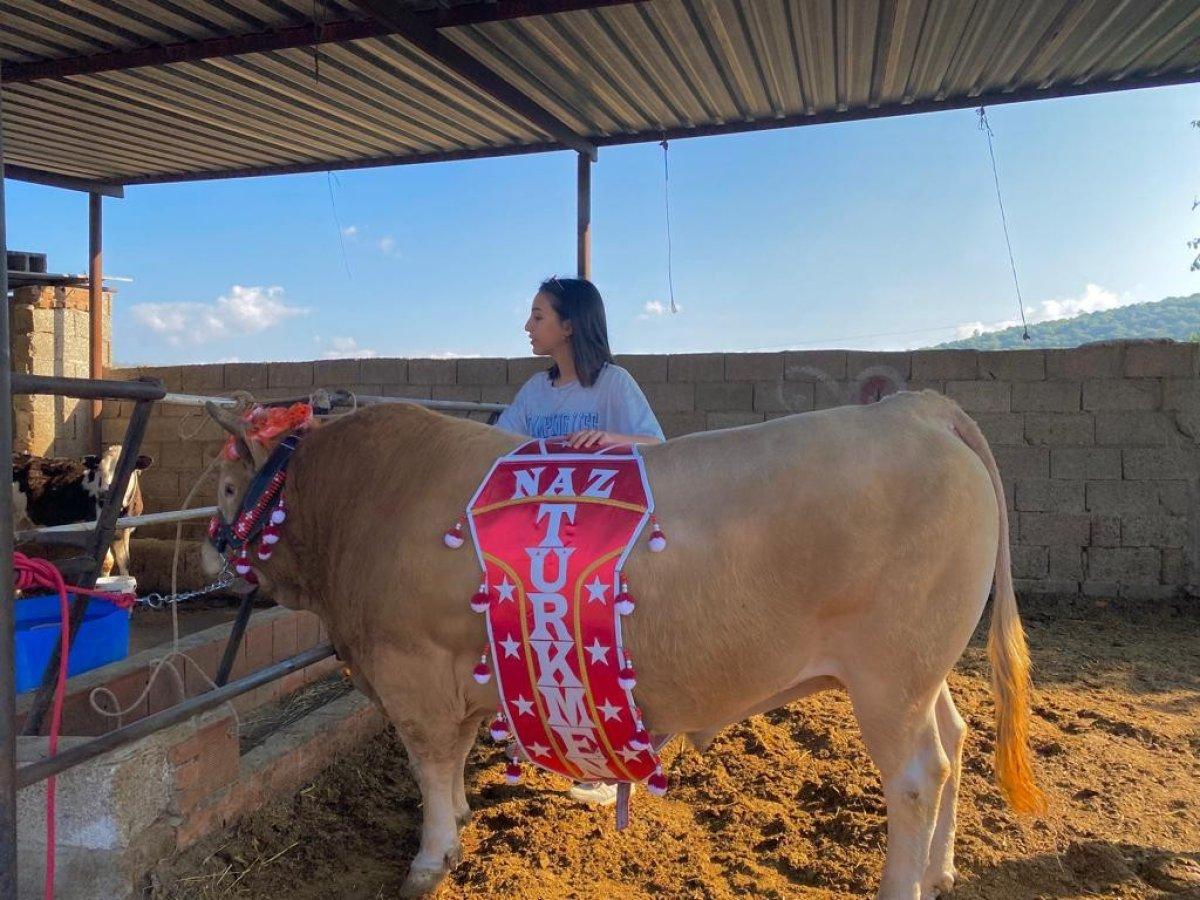 Muğla'da genç kızın boğa sevgisi şaşırtıyor