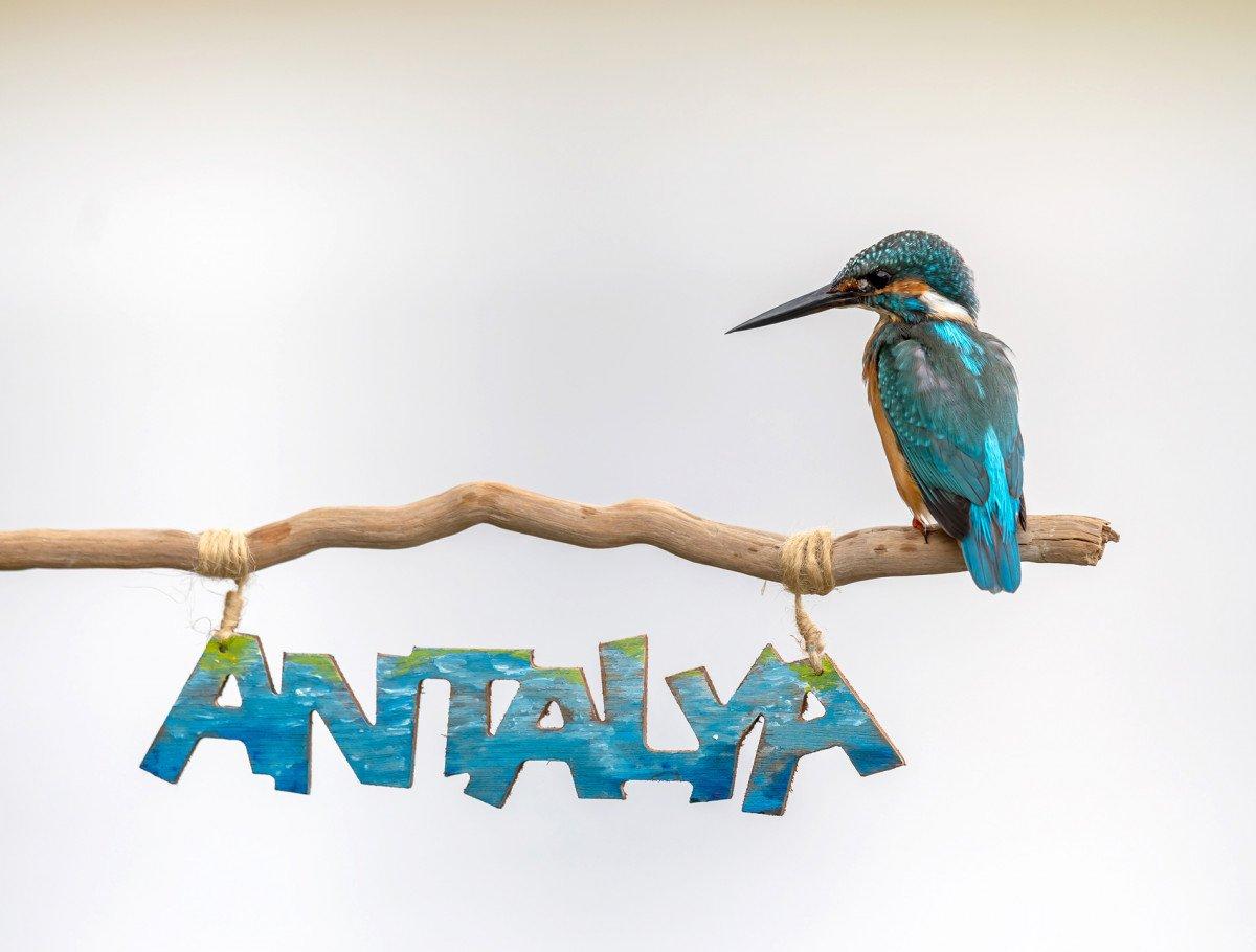 Antalya'da yalıçapkınını fotoğraflamak için 7 ay beklendi