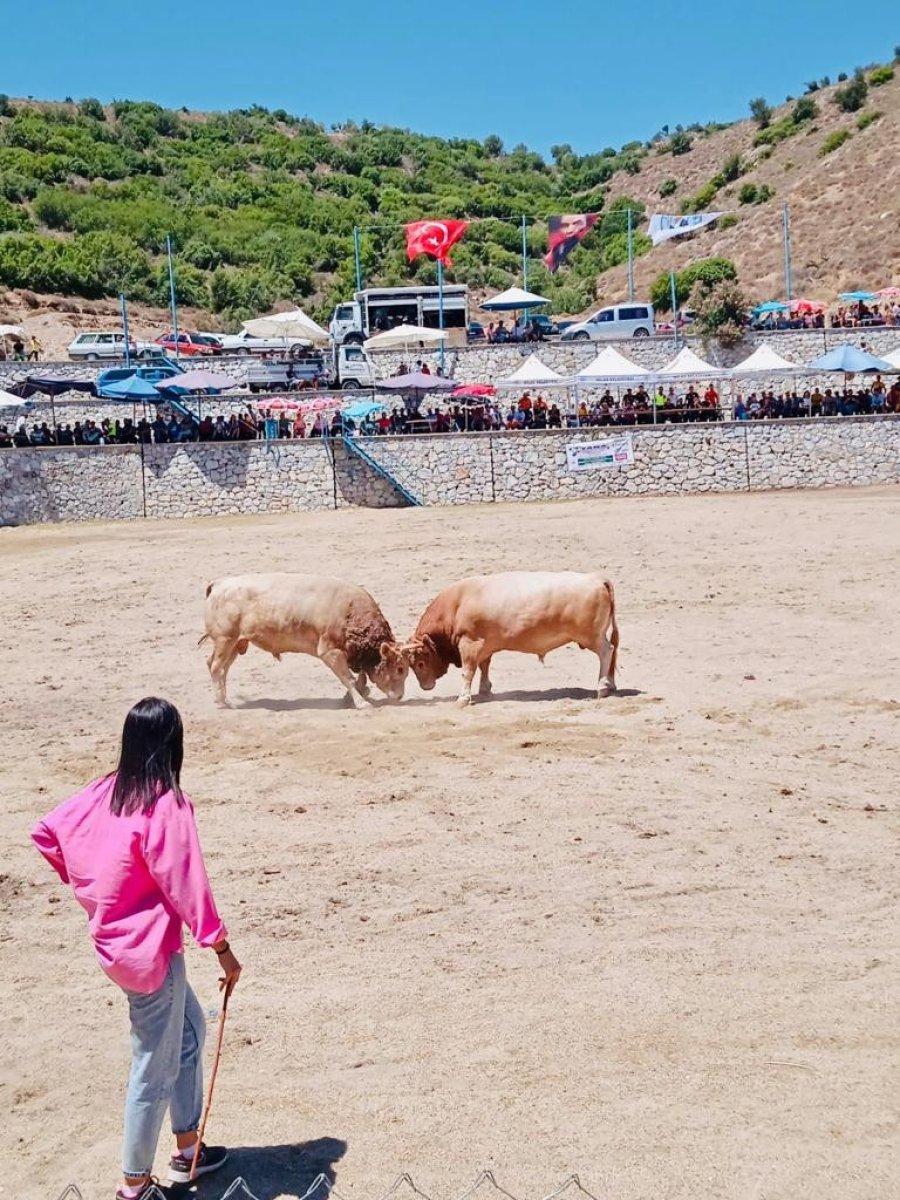 Muğla'da genç kızın boğa sevgisi şaşırtıyor