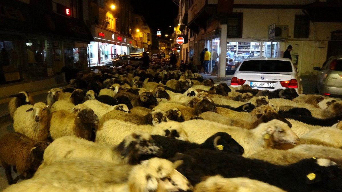 Tokat'ta şehir merkezinden geçen koyun sürüsü trafiği durdurdu