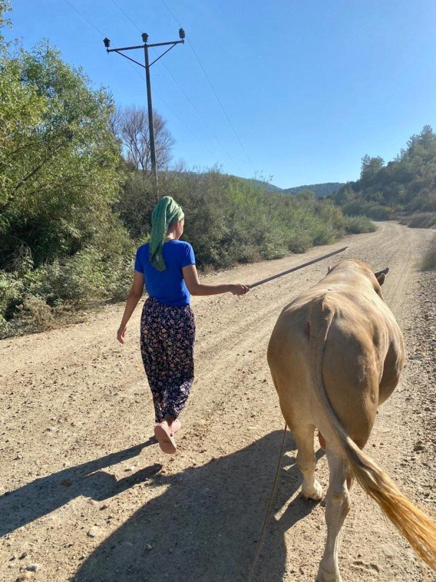 Muğla'da genç kızın boğa sevgisi şaşırtıyor