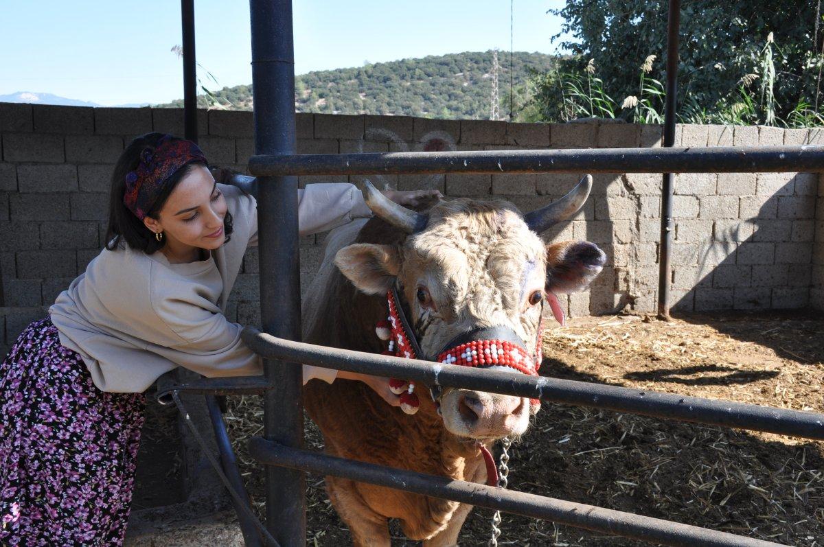 Muğla'da genç kızın boğa sevgisi şaşırtıyor