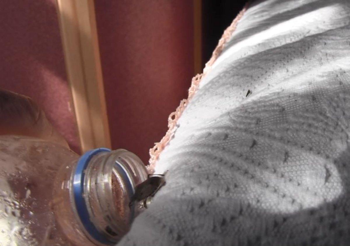 Artvin'de kokarca böceği istilası