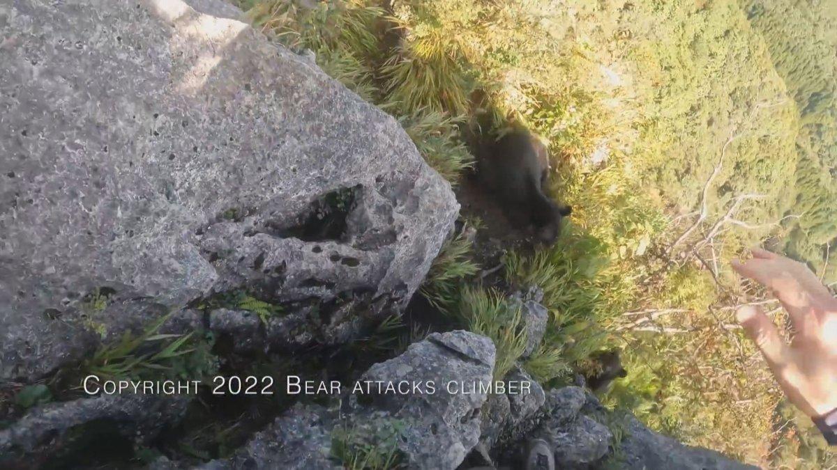 Japonya’da dağcı, karşılaştığı ayıyı tekme tokat dövdü