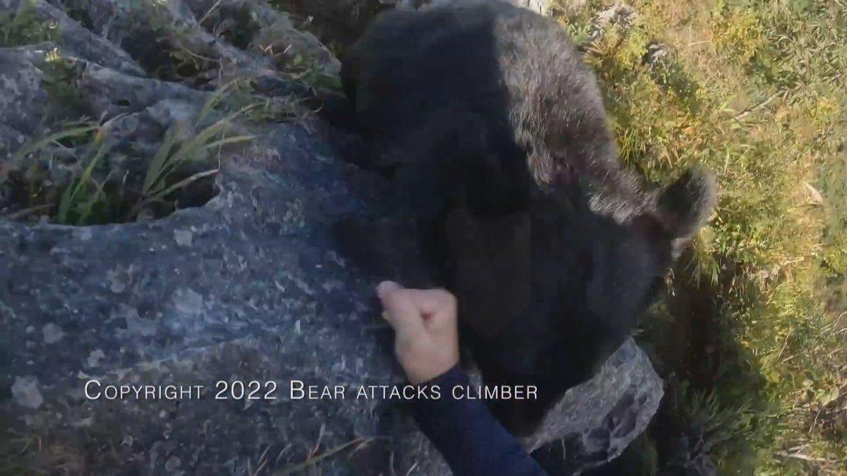 Japonya’da dağcı, karşılaştığı ayıyı tekme tokat dövdü