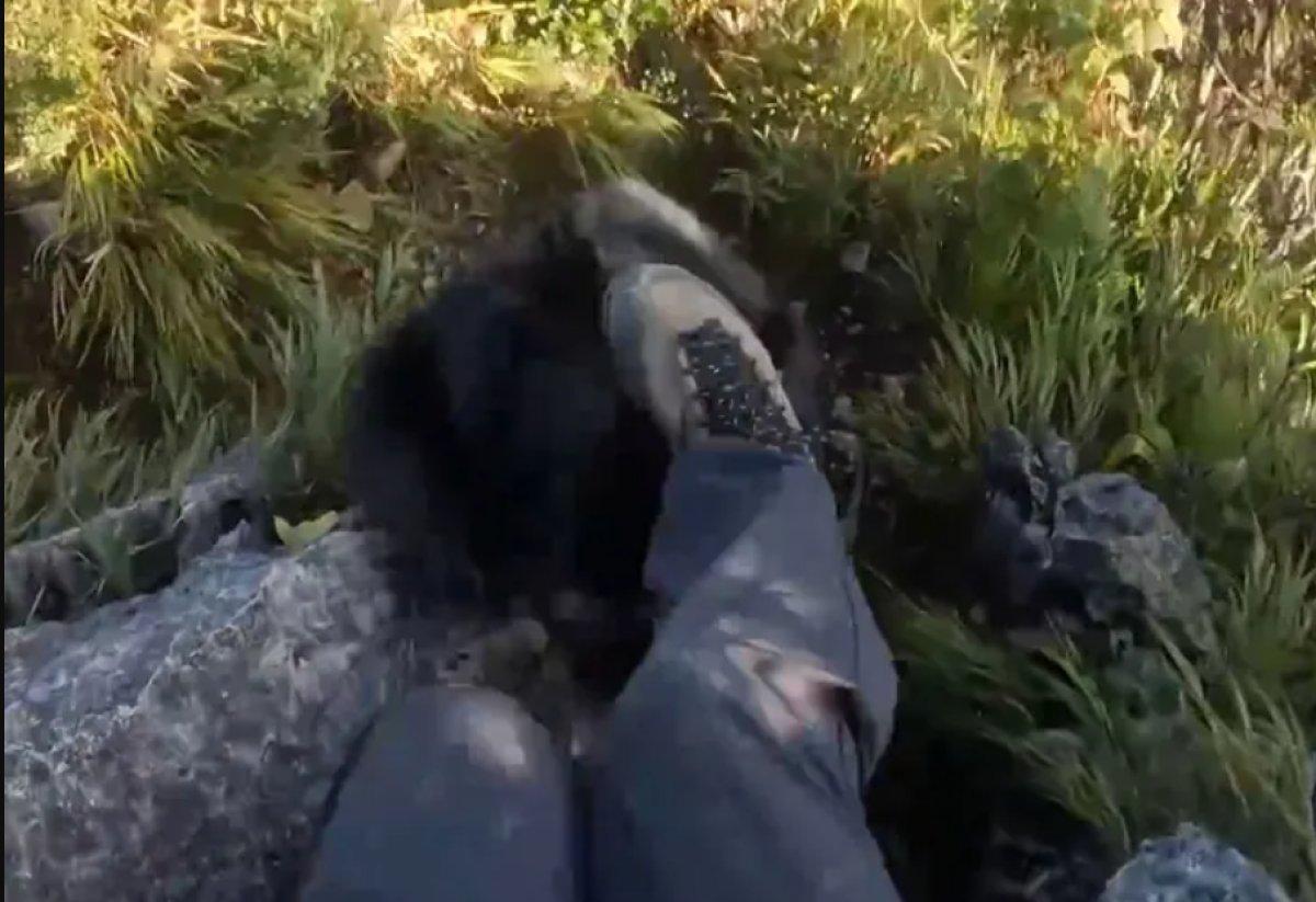 Japonya’da dağcı, karşılaştığı ayıyı tekme tokat dövdü