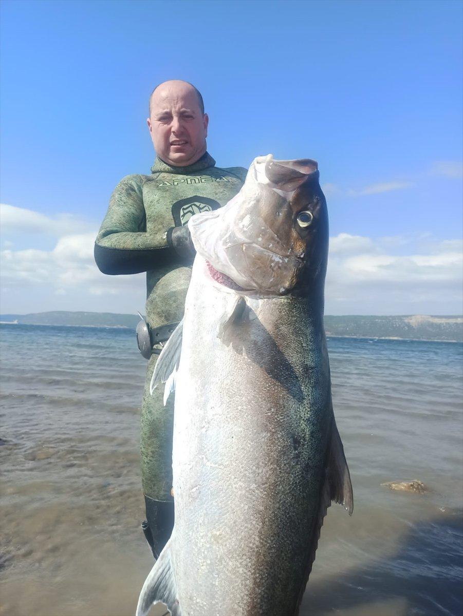 Çanakkale'de zıpkınla 50 kilogramlık dev akya yakalandı