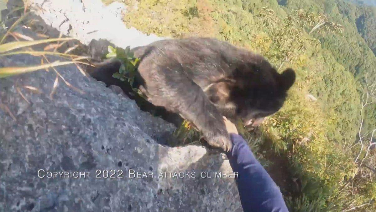 Japonya’da dağcı, karşılaştığı ayıyı tekme tokat dövdü