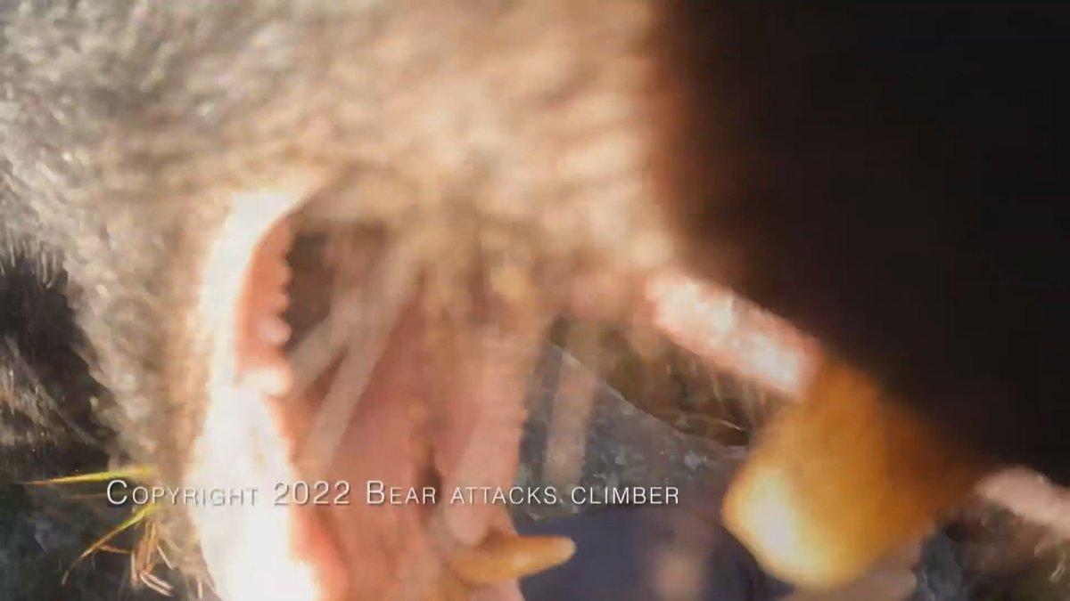 Japonya’da dağcı, karşılaştığı ayıyı tekme tokat dövdü