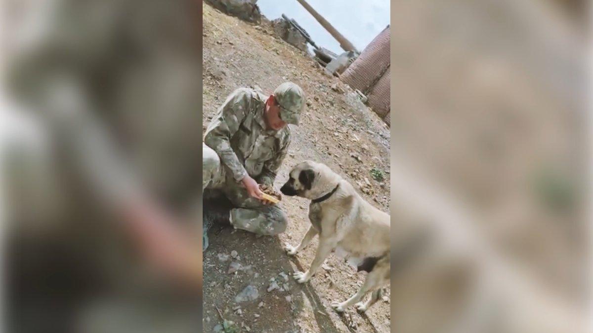 Mehmetçiğin baktığı kedi ve köpeğe sosyal medyada büyük ilgi