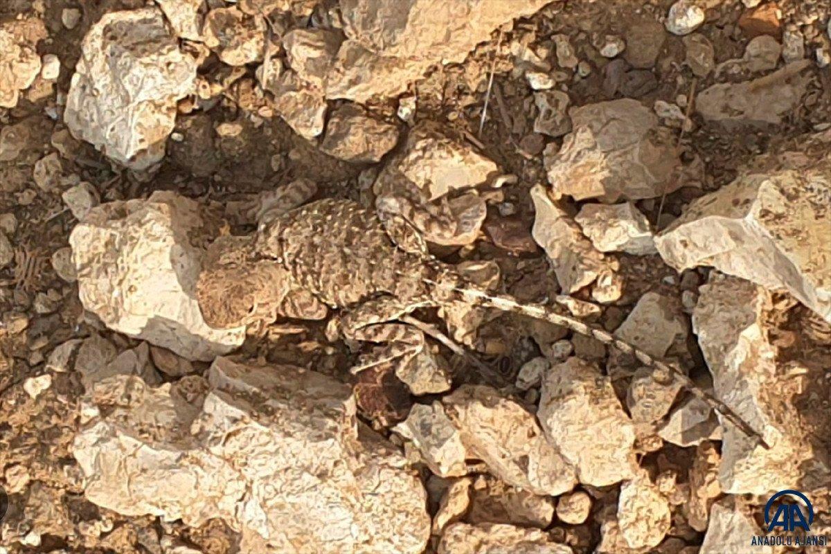 Tunceli'de nesli tükenmekte olan 'bozkır keleri' görüldü