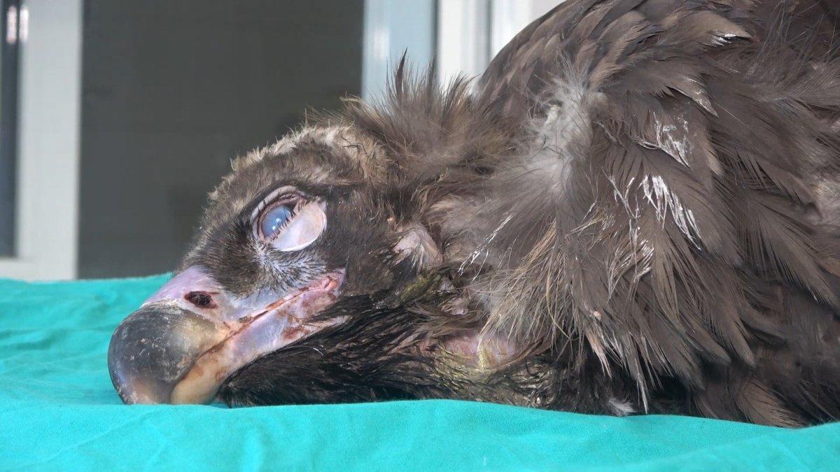 Kırıkkale'de nesli tükenen kara akbaba, ampute edildi