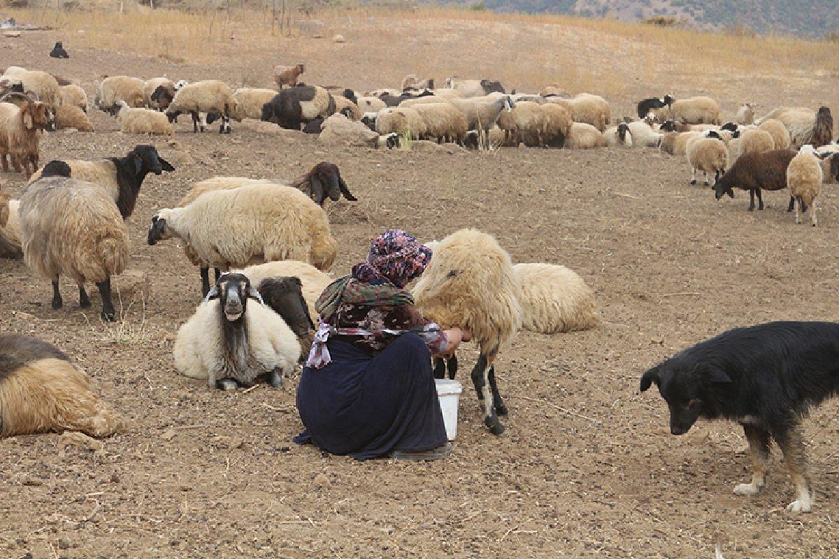 Hakkarili kadın, izlediği haber sayesinde sürü sahibi oldu