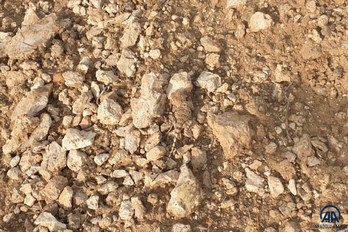 Tunceli'de nesli tükenmekte olan 'bozkır keleri' görüldü