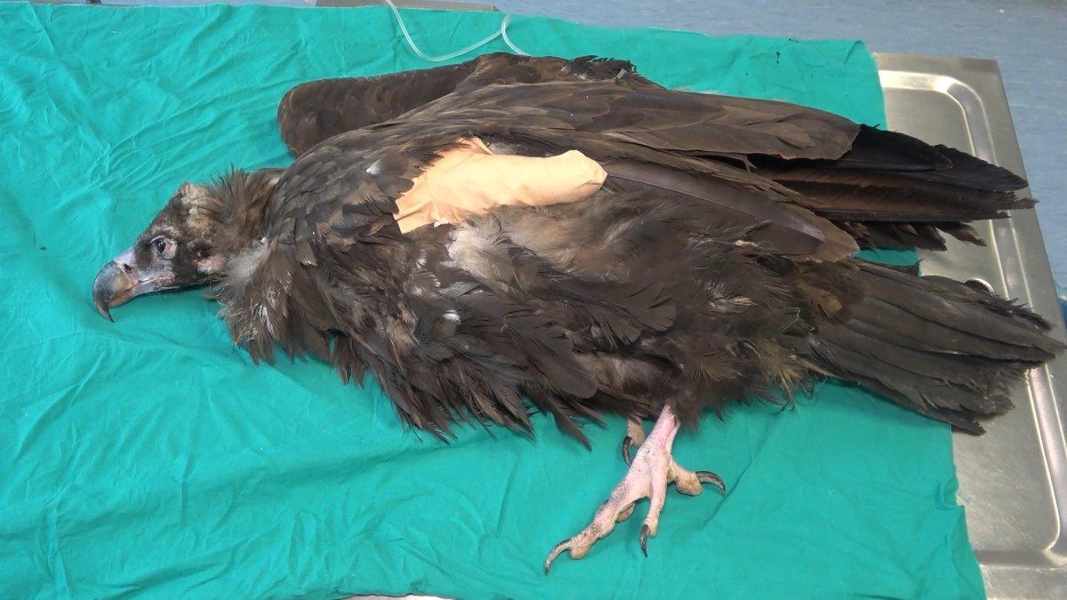 Kırıkkale'de nesli tükenen kara akbaba, ampute edildi