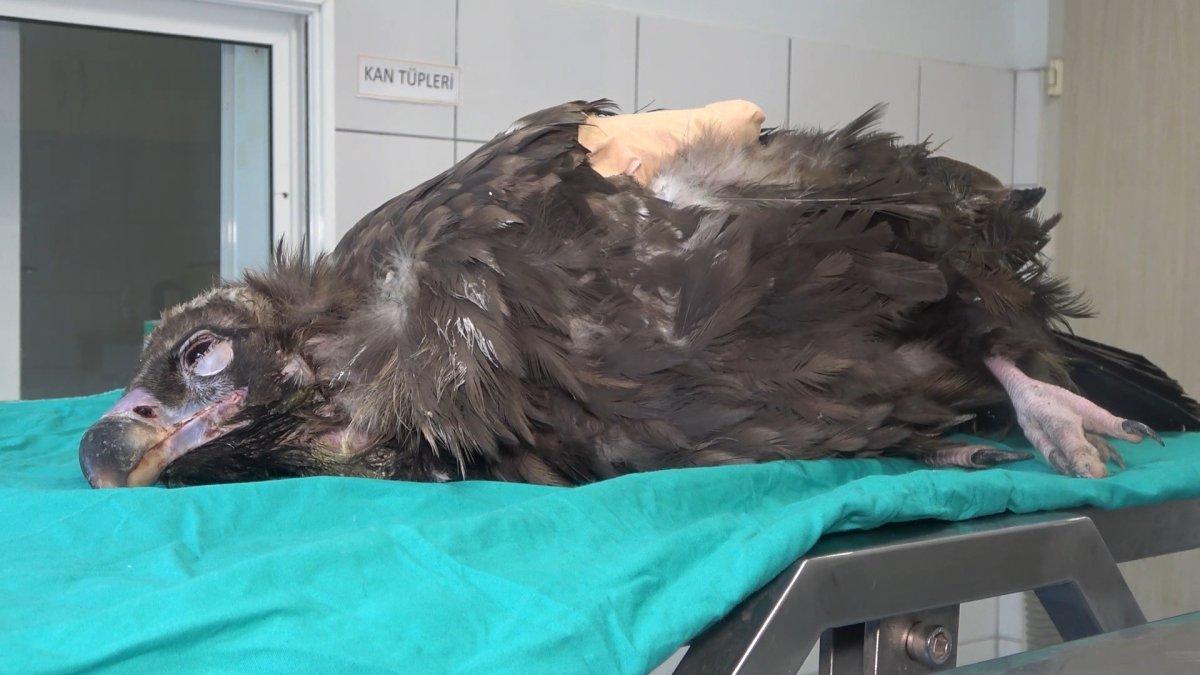 Kırıkkale'de nesli tükenen kara akbaba, ampute edildi