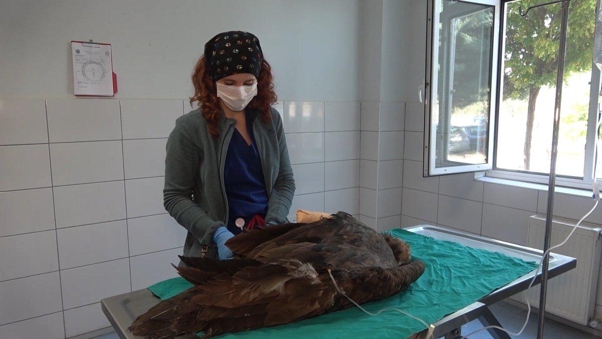 Kırıkkale'de nesli tükenen kara akbaba, ampute edildi