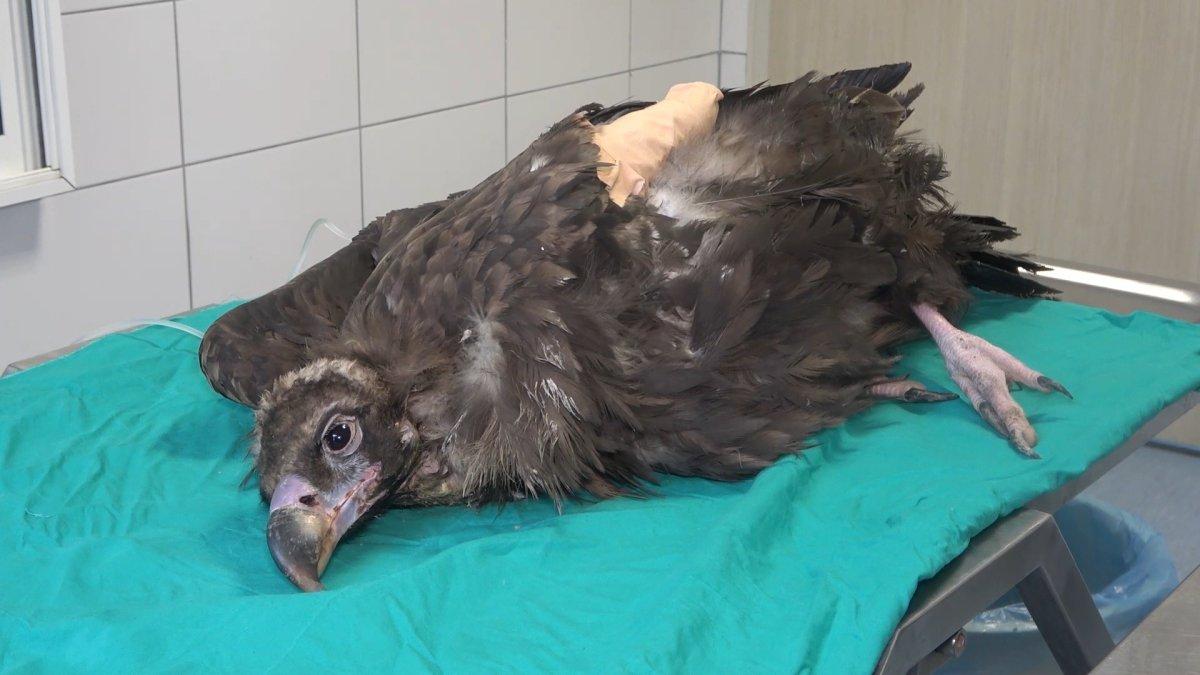 Kırıkkale'de nesli tükenen kara akbaba, ampute edildi