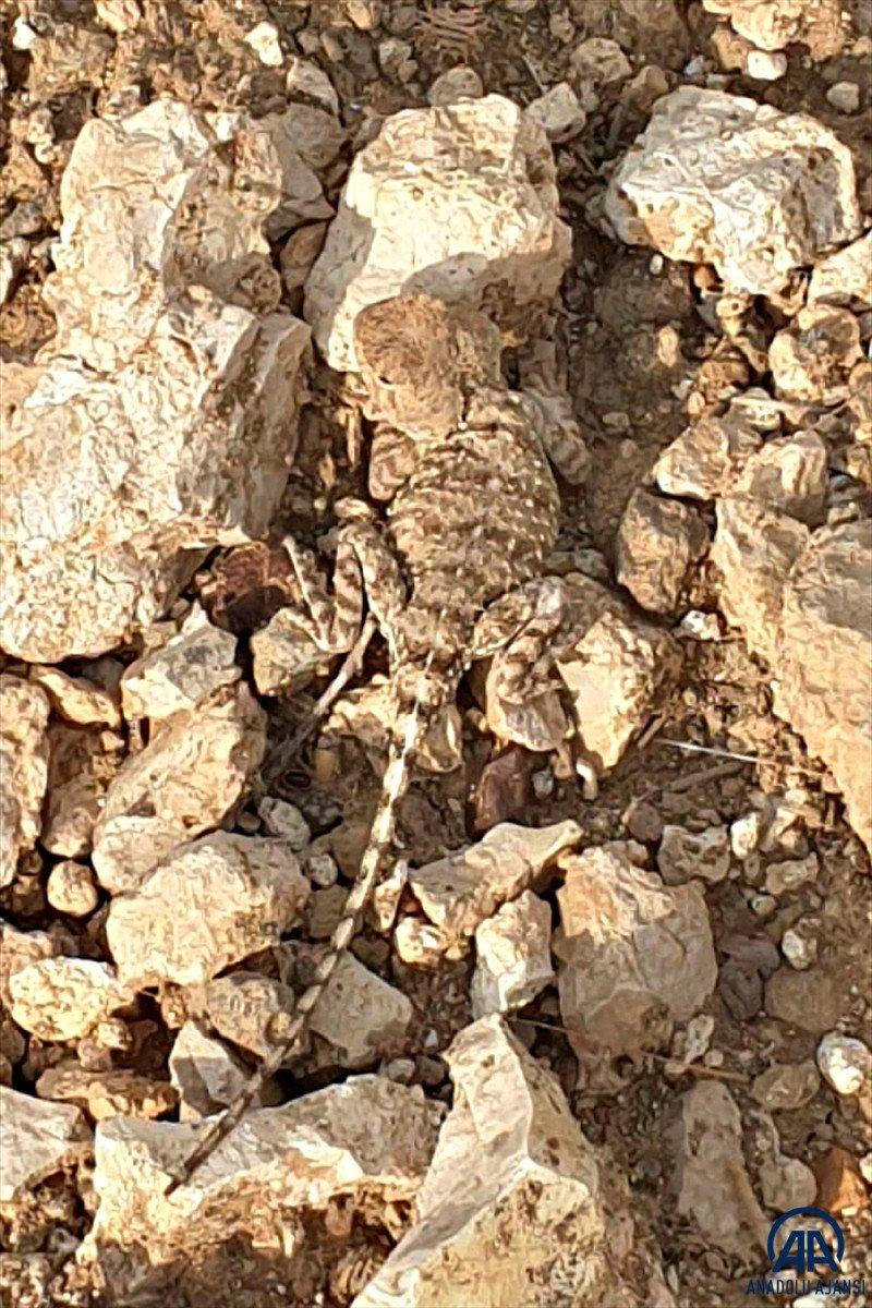 Tunceli'de nesli tükenmekte olan 'bozkır keleri' görüldü